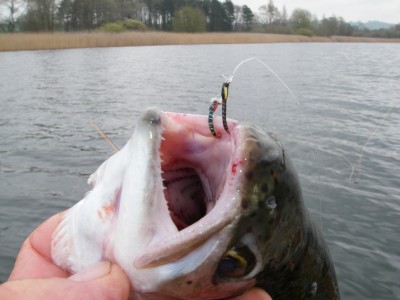 Two Buzzers in my trout!