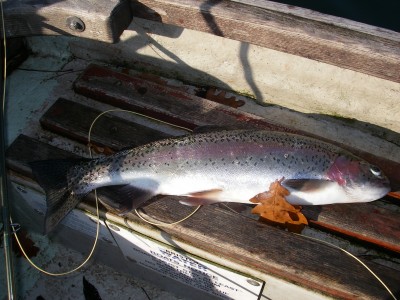 A fin perfect Litton rainbow trout