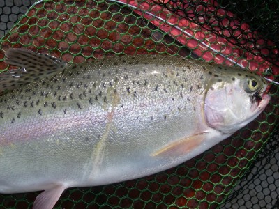 Rainbow with Dry Black Hopper in scissors - note the cormorant mark