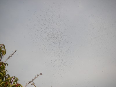 Buzzers above the trees at Chew 
