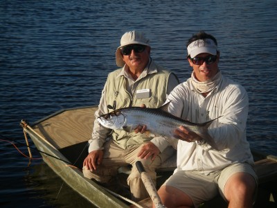 Baby Tarpon from Tarpon Lake