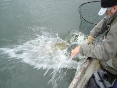 What happens when a fit and fully recovered 27lb pike wants to go!
