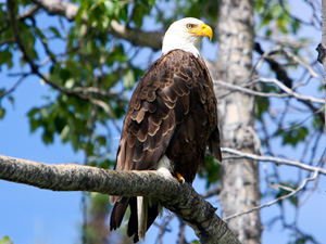 Increased fishing competition: This bald eagle was spotted nested on the Yukon, Canada